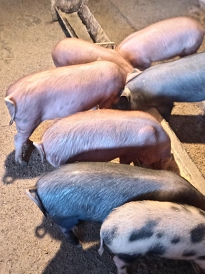 Șoldănei frumoși 14 săptămâni  - imagine 5