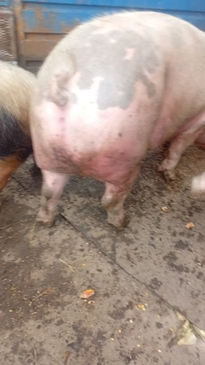 Vand porci și purcei crescuți natural - imagine 3