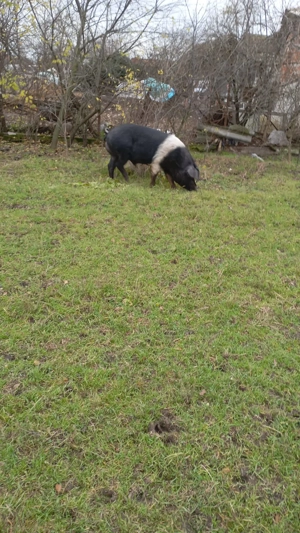 Vier Bazna - imagine 3