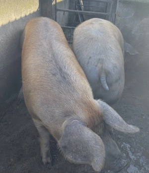 Vând 2 porci, 180-190 kg. Preț 14lei kg. Se pot vedea în Ardud