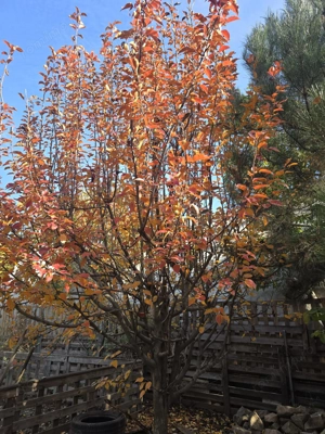 Exclusivitate! Proprietate Sendreni, zona linistita, 69.000 EUR - imagine 16