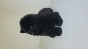 Pui mascul rasa chowchow - imagine 2