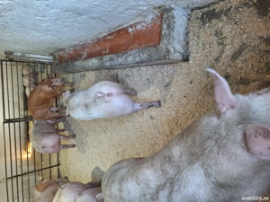 calitate extra - imagine 4