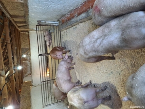 calitate extra - imagine 5