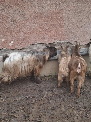 Vând capre sănătoase, bine îngrijite - imagine 3