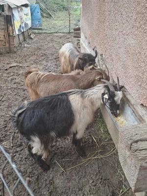 Vând capre sănătoase, bine îngrijite