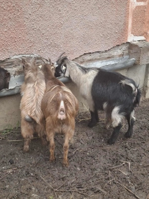 Vând capre sănătoase, bine îngrijite - imagine 5