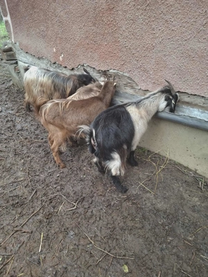 Vând capre sănătoase, bine îngrijite - imagine 4