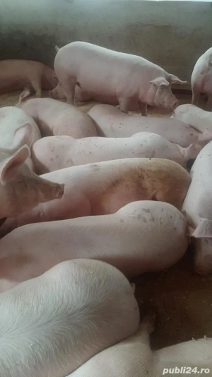 Vand porci rasa de carne!