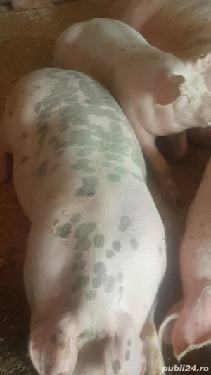 Vand porci rasa de carne! - imagine 3