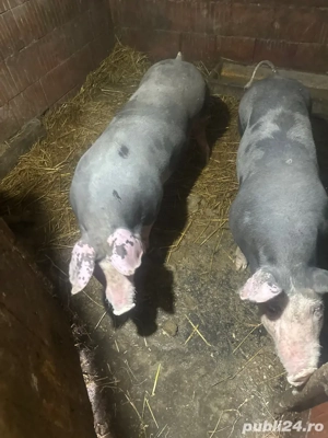 vand porci 90 100 de kg - imagine 3