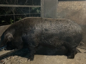 Porc de casă 15 lei kg - imagine 4