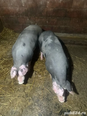 vand porci 90 100 de kg - imagine 2