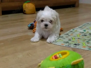 Puiuți mini toy vaccinați și deparazitati carnet  - imagine 5