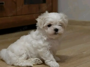 Puiuți de bichon maltez mini toy  - imagine 5