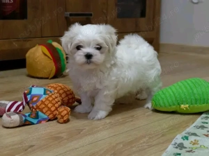 Puiuți mini toy vaccinați și deparazitati carnet  - imagine 4