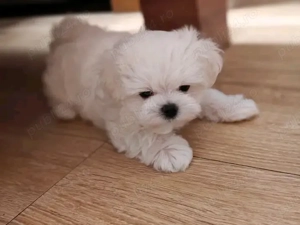 Puiuți de bichon maltez mini toy  - imagine 2