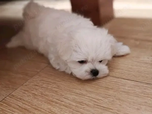 Puiuți de bichon maltez mini toy  - imagine 4