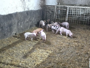 Vand purcei de carne Ocazie!