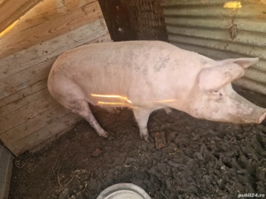 De vânzare! - imagine 4