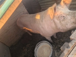 De vânzare! - imagine 2