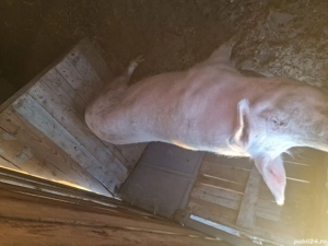 De vânzare! - imagine 3