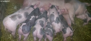 vand purcei de carne