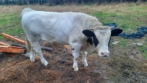 Sacrific vițel,13 decembrie,, 