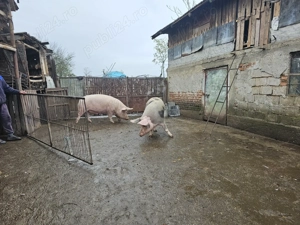 De vanzare porci mari - imagine 2