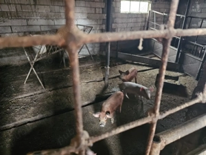 De vanzare purcei - imagine 2