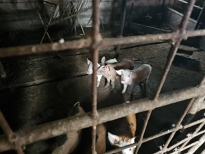 De vanzare purcei - imagine 3