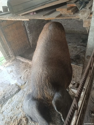 Purcea duroc