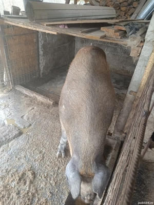 Purcea duroc - imagine 2