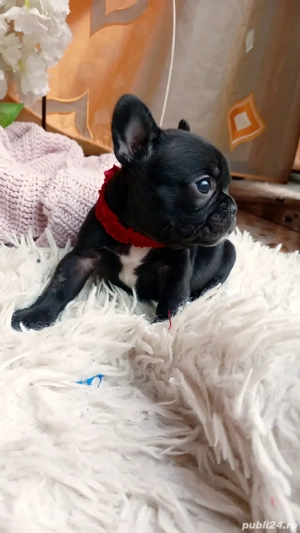 Bulldog francez disponibili 