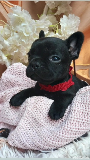 Bulldog francez disponibili  - imagine 4