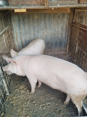 Vând porci marele alb 100-120kg - imagine 2