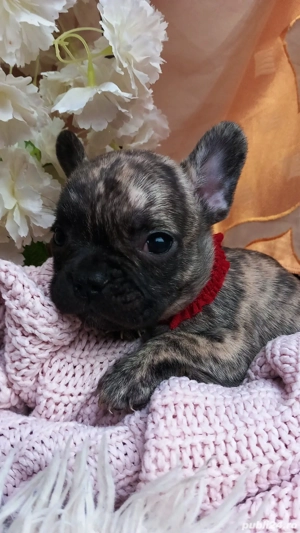Bulldog francez disponibili  - imagine 3