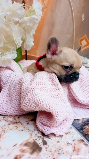 Bulldog francez disponibili  - imagine 5