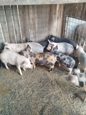 Vând 10 șoldani de 12 săptămâni - imagine 2