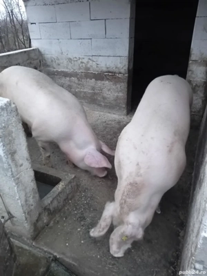 Porci pentru sacrificare 