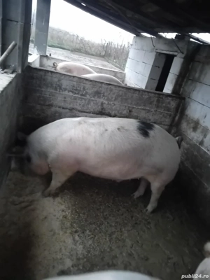 Porci pentru sacrificare  - imagine 2