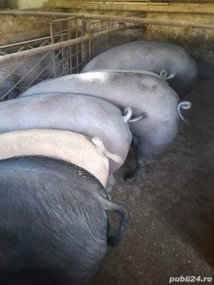 vand porci  - imagine 2