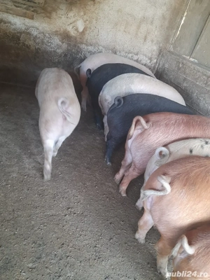 vand porci  - imagine 3