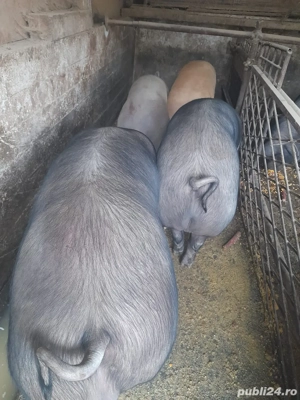 vand porci  - imagine 4