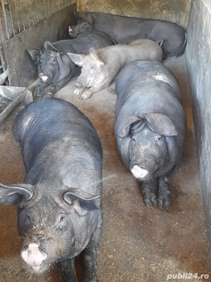 vand porci  - imagine 5