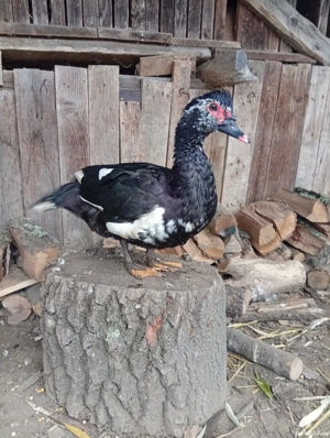 de vanzare - imagine 2