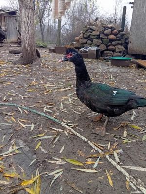 de vanzare - imagine 4