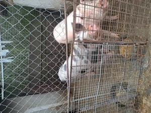 Porc de vanzare - imagine 2