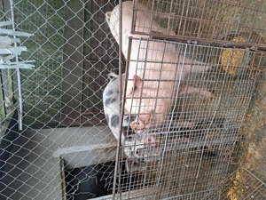 Porc de vanzare - imagine 3