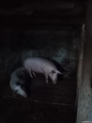 Vand 2porci - imagine 2